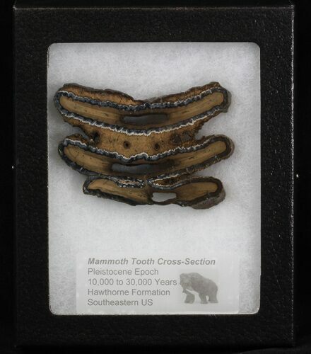 Mammoth Molar Slice - South Carolina #40093